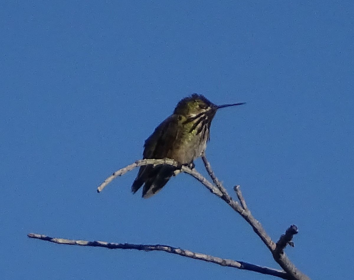 Colibri calliope - ML658172509