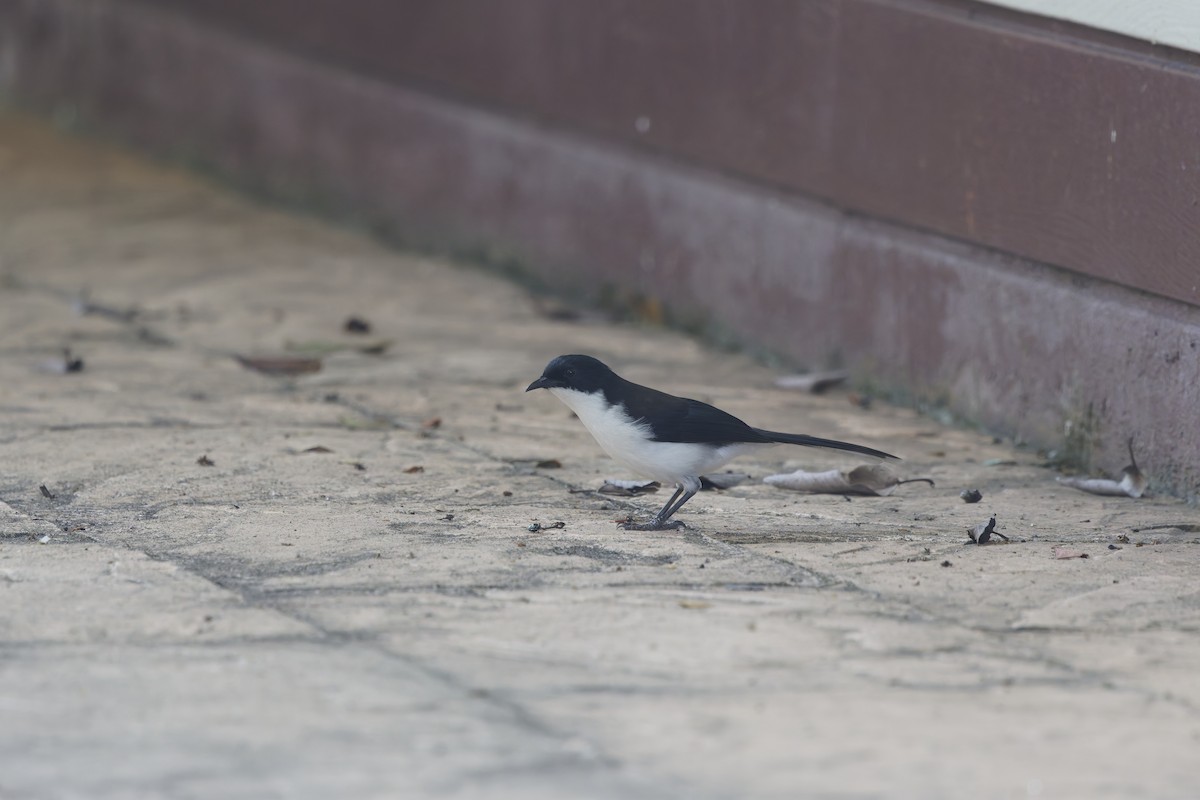 Black-backed Sibia - ML658176023