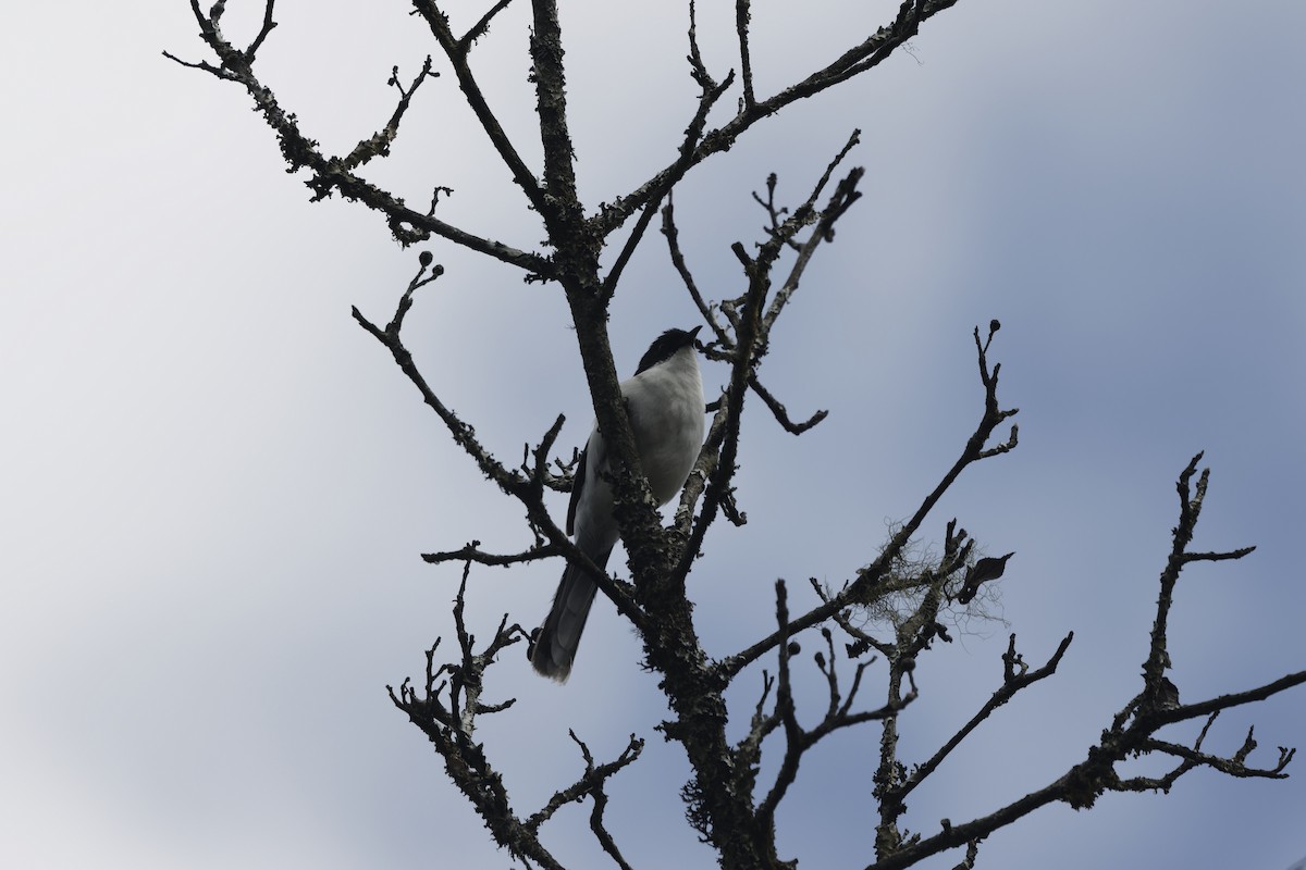 Black-backed Sibia - ML658176033