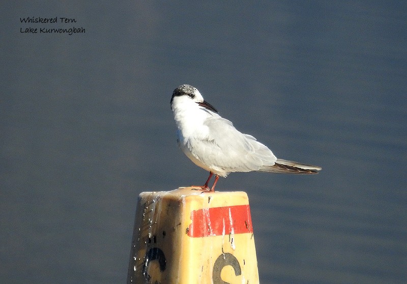 Whiskered Tern - Marie Tarrant