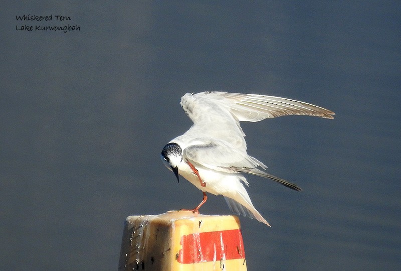 Whiskered Tern - Marie Tarrant