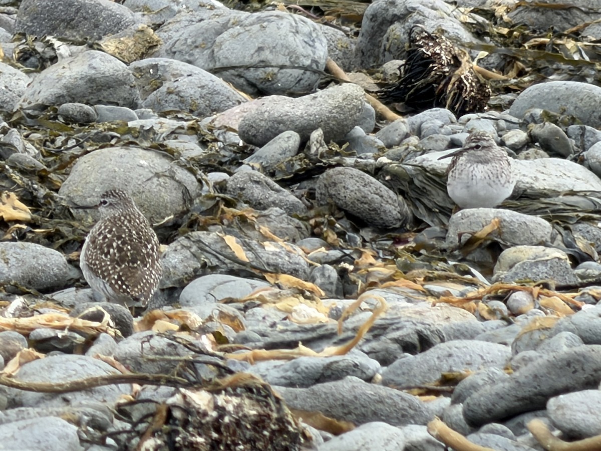 Wood Sandpiper - ML658177396