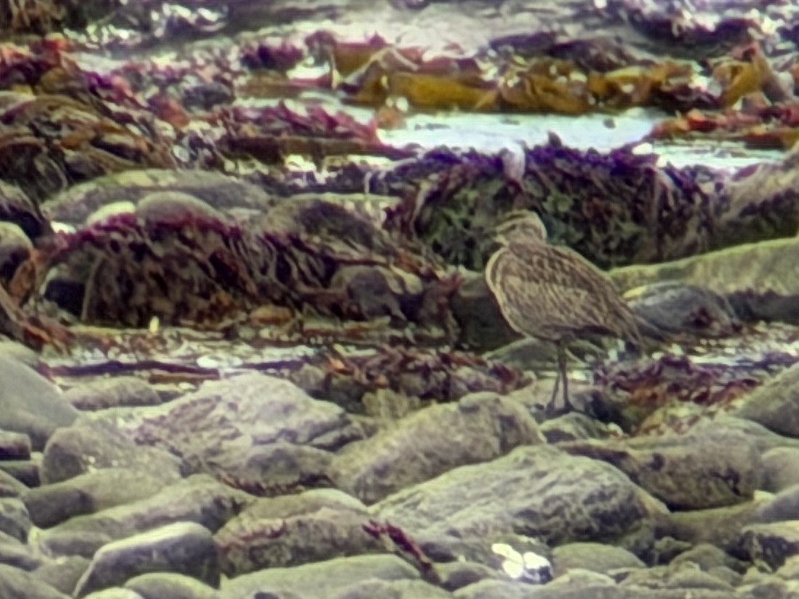 Eurasian Whimbrel (Siberian) - ML658177400