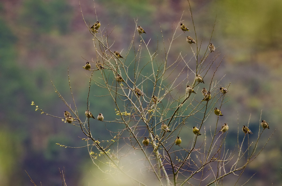 Black-headed Greenfinch - ML658177854