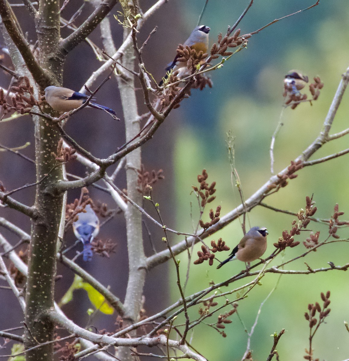 Gray-headed Bullfinch - ML658178068
