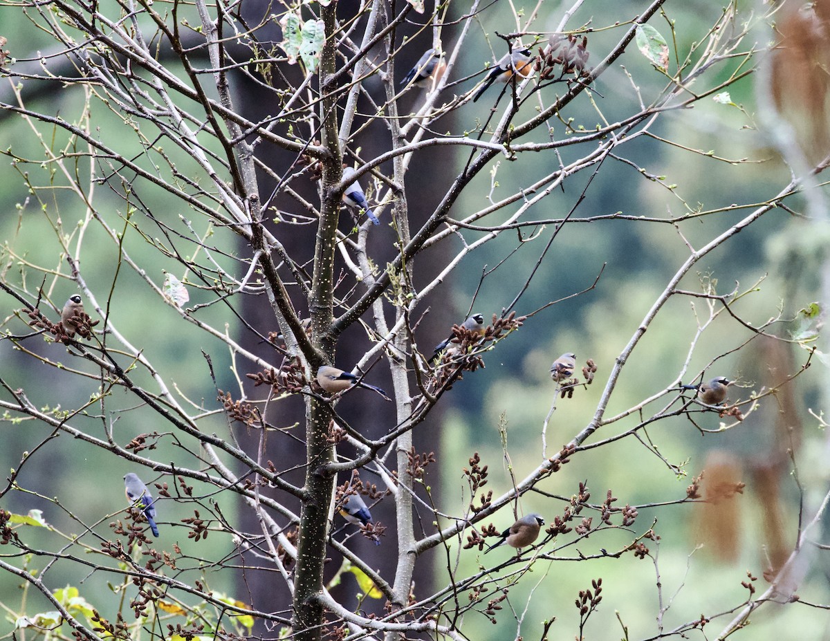 Gray-headed Bullfinch - ML658178072