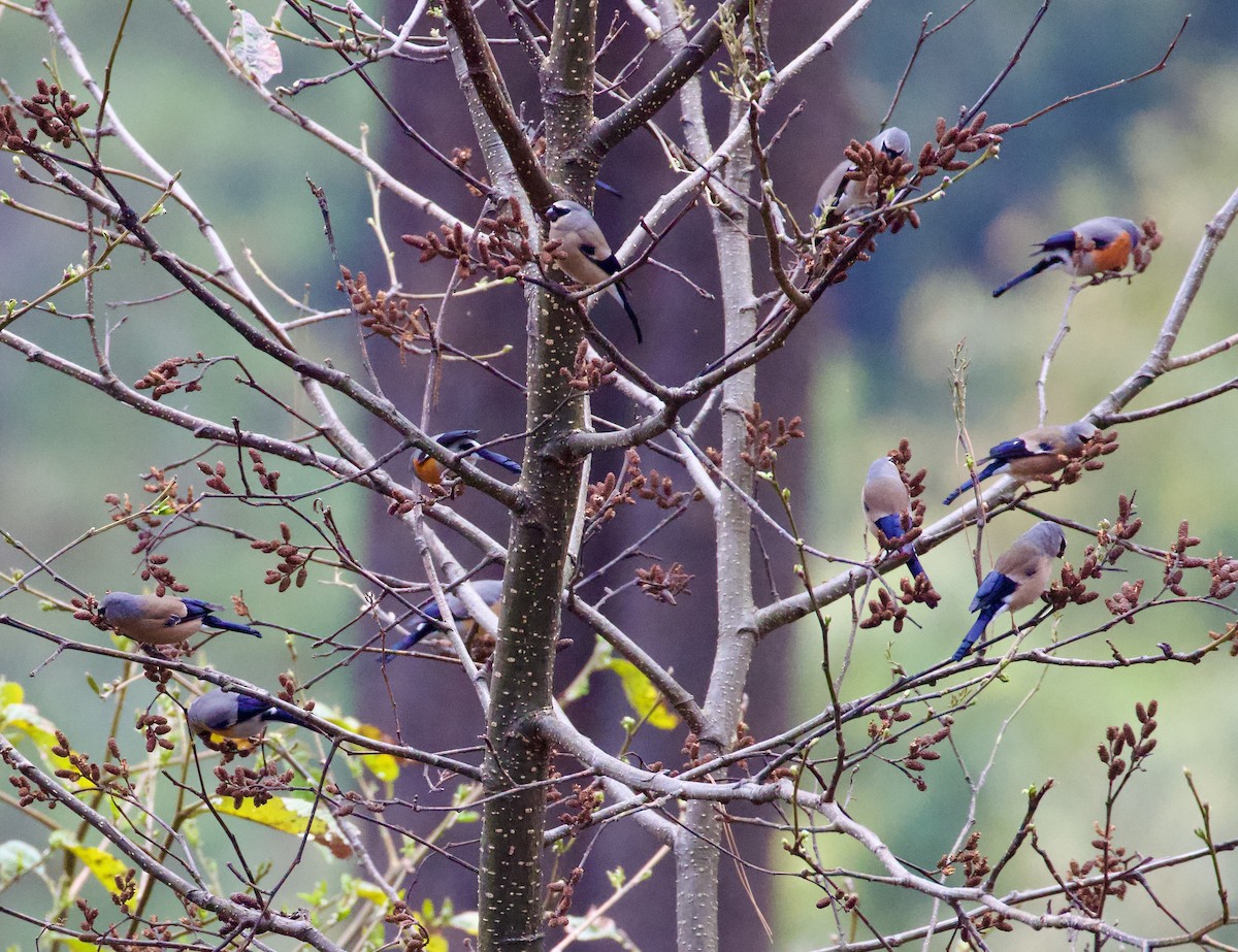 Gray-headed Bullfinch - ML658178074