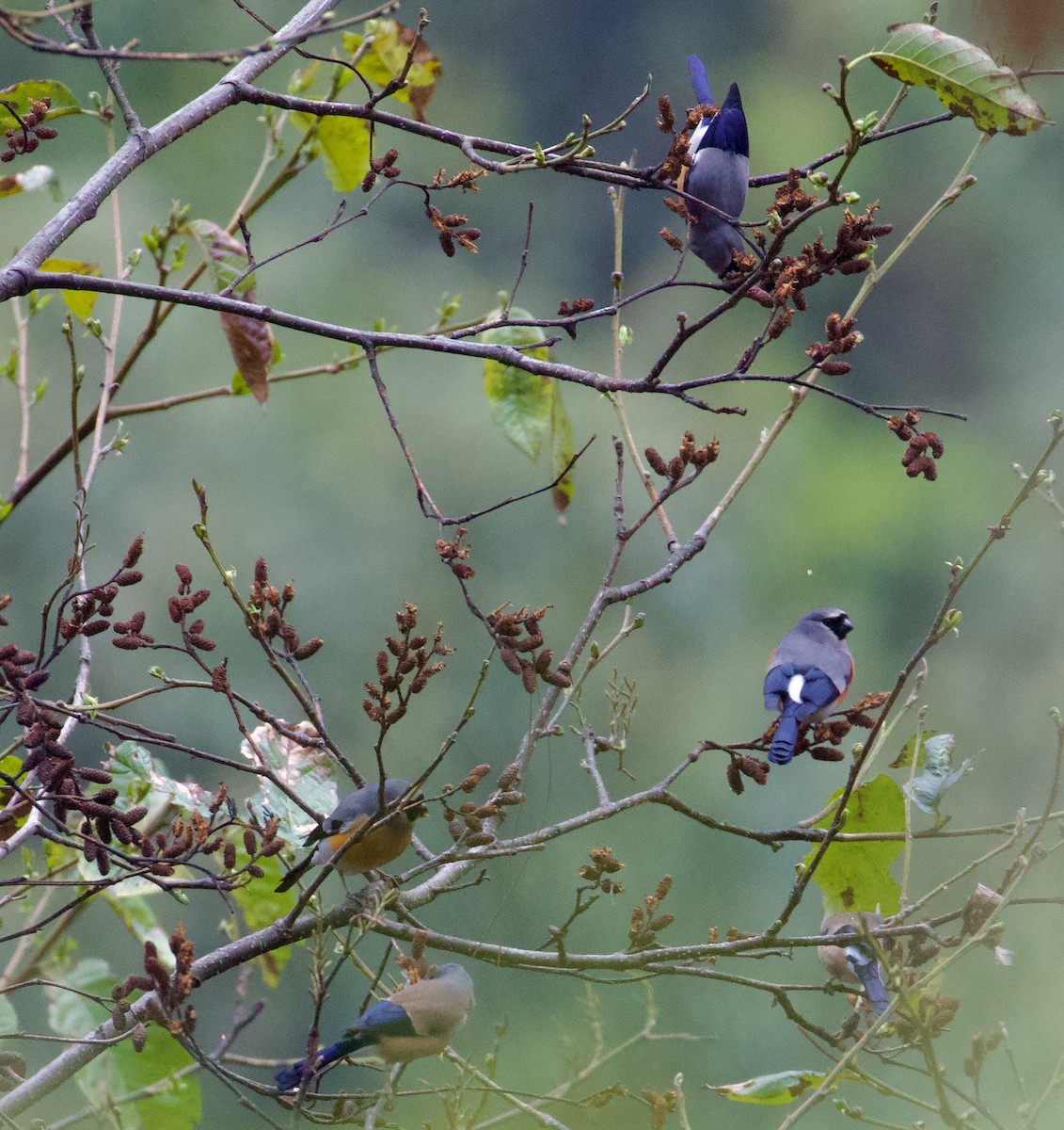Gray-headed Bullfinch - ML658178077