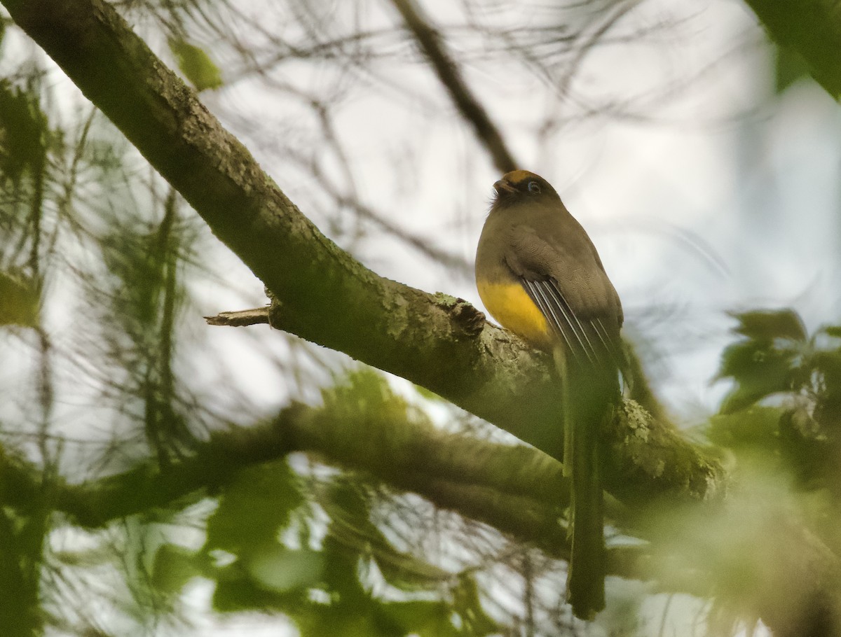 Ward's Trogon - ML658178118