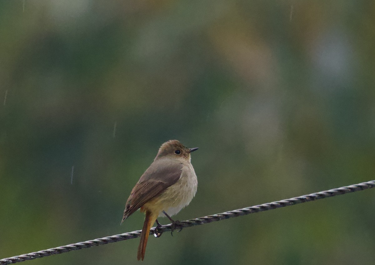 Hodgson's Redstart - ML658178354