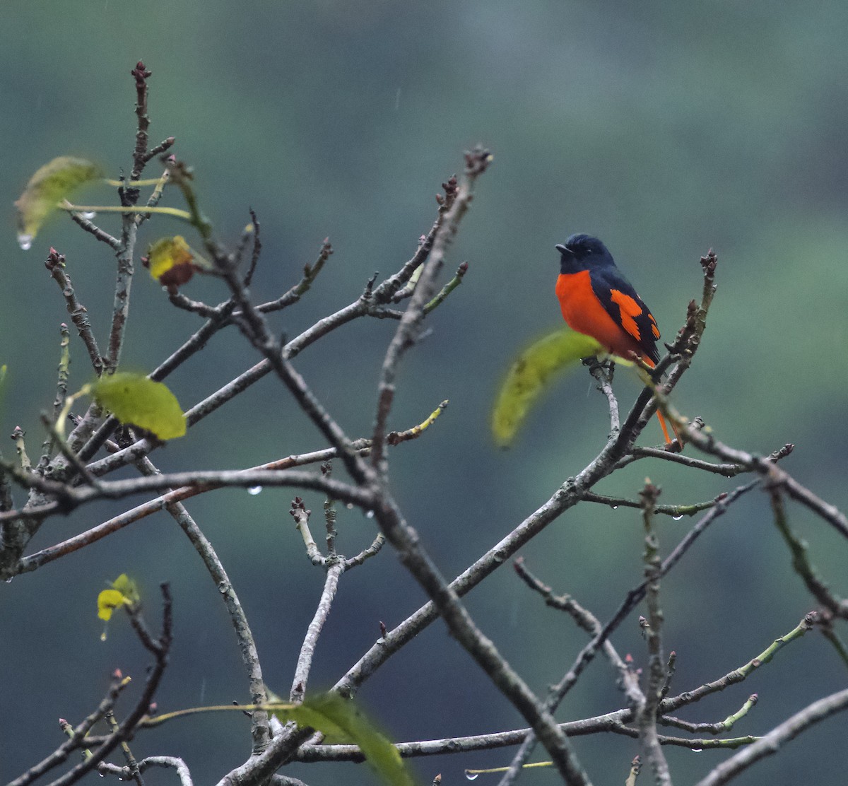 Short-billed Minivet - ML658178415