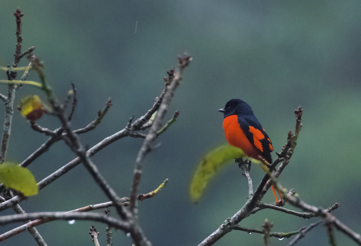 Short-billed Minivet - ML658178418