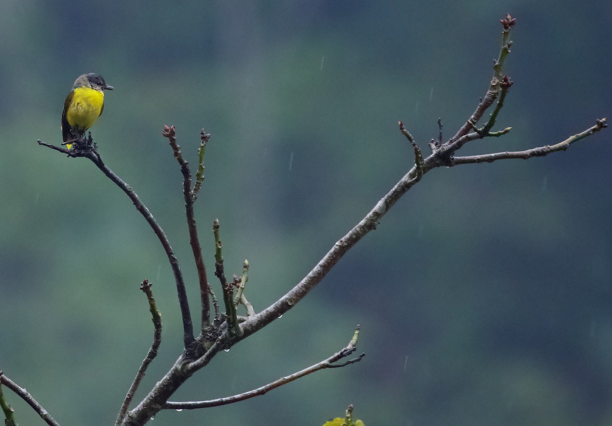 Short-billed Minivet - ML658178429