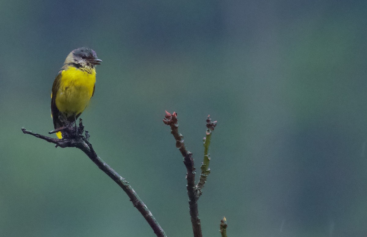 Short-billed Minivet - ML658178433