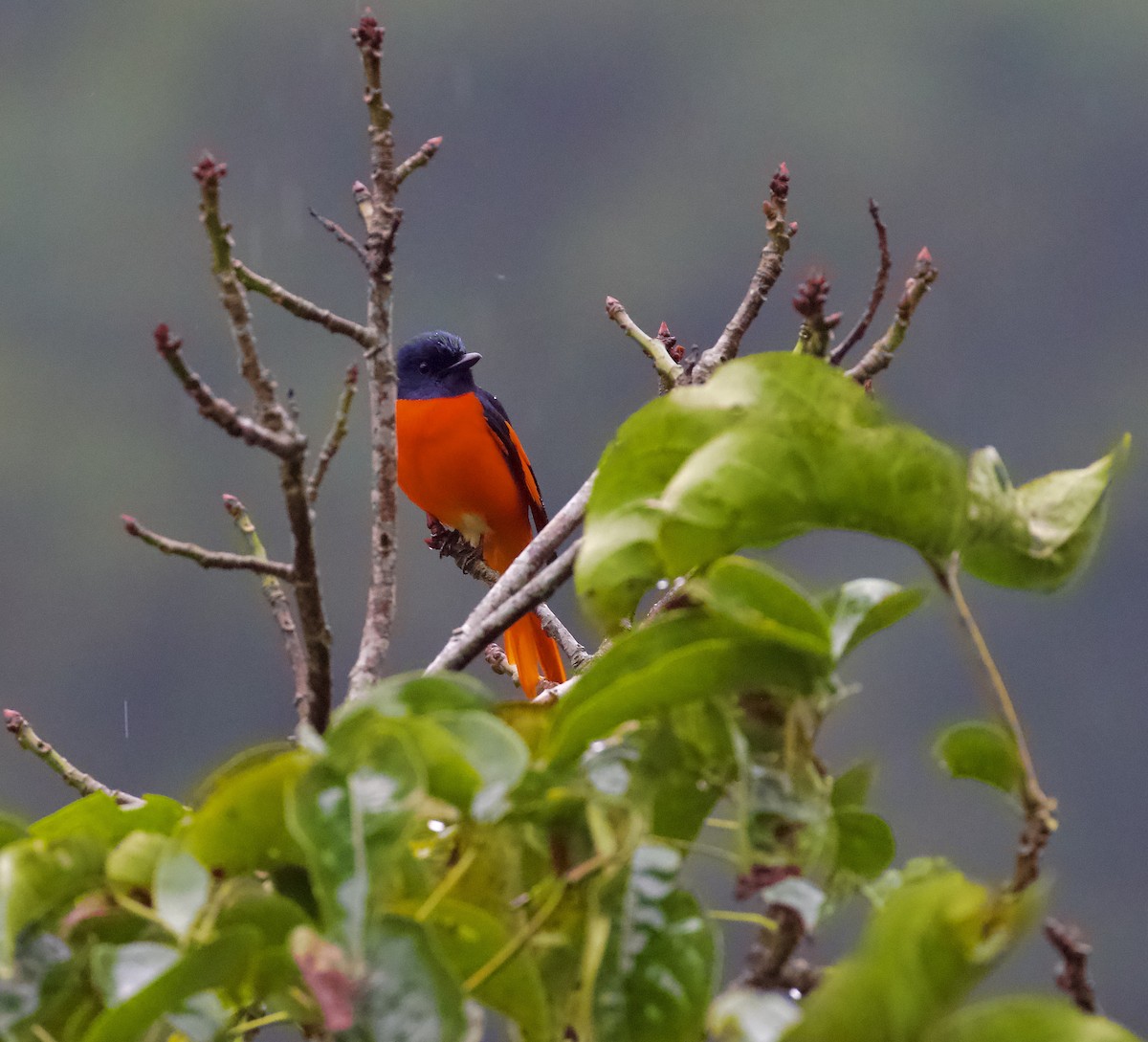Short-billed Minivet - ML658178435