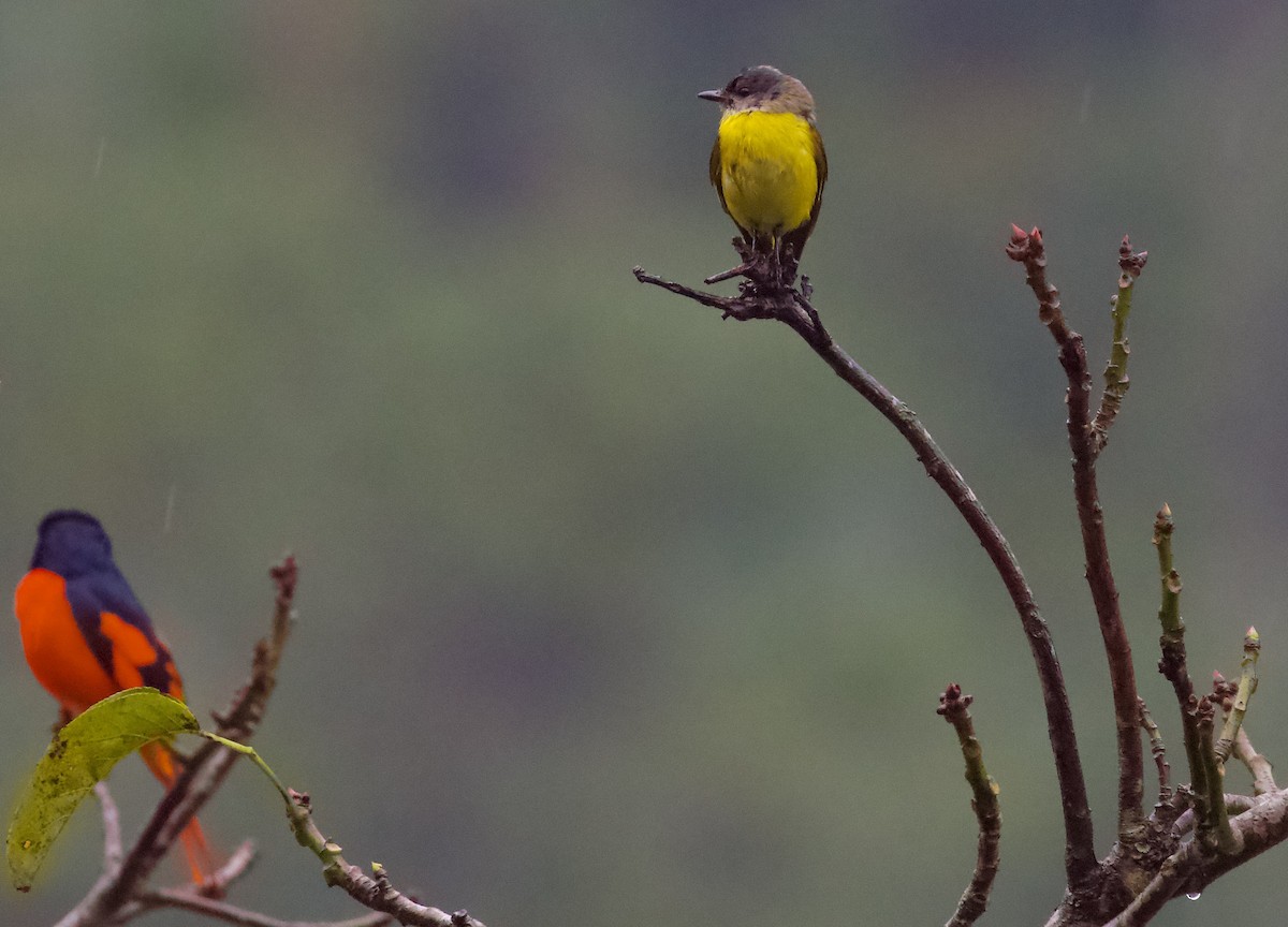 Short-billed Minivet - ML658178439
