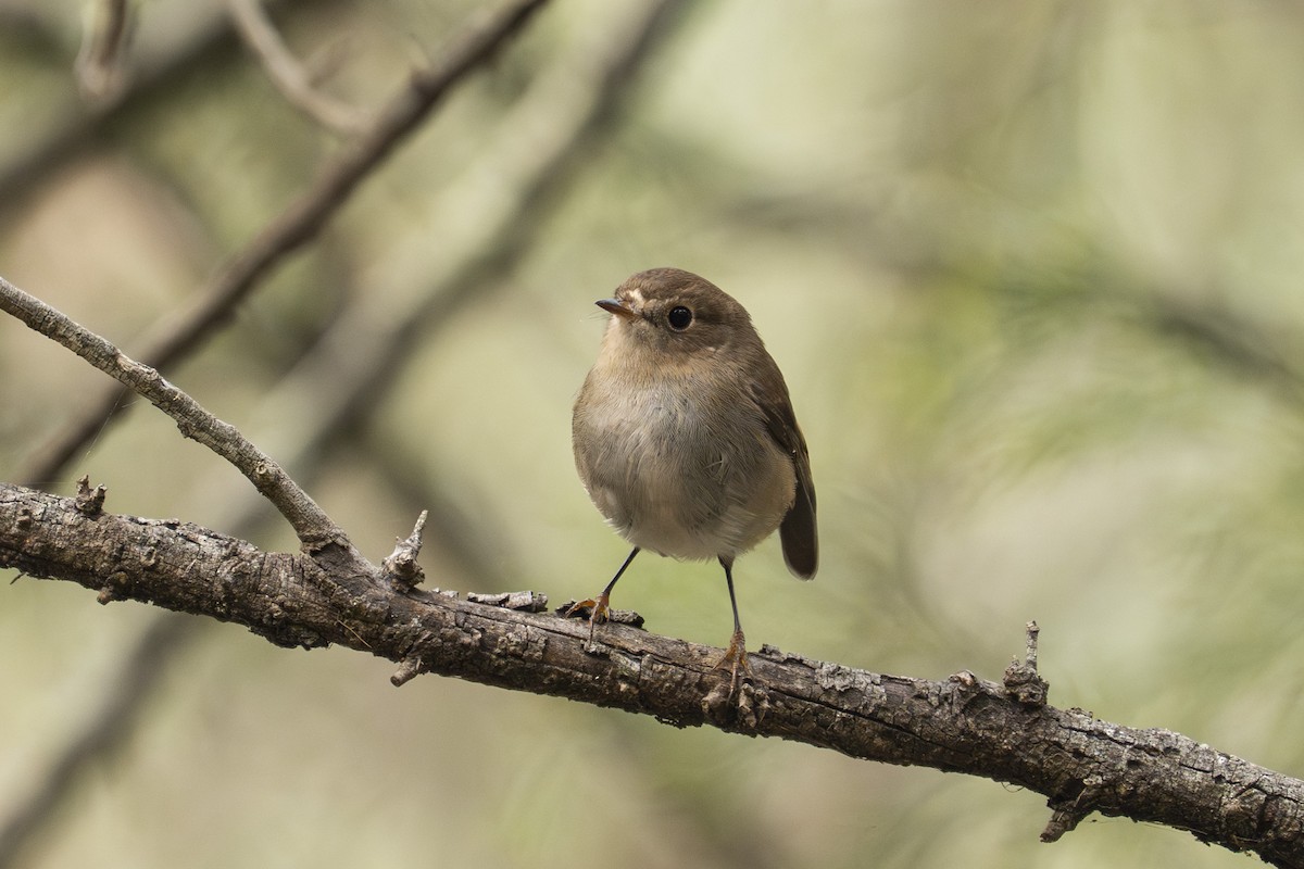Pink Robin - Petroica rodinogaster - Media Search - Macaulay Library ...