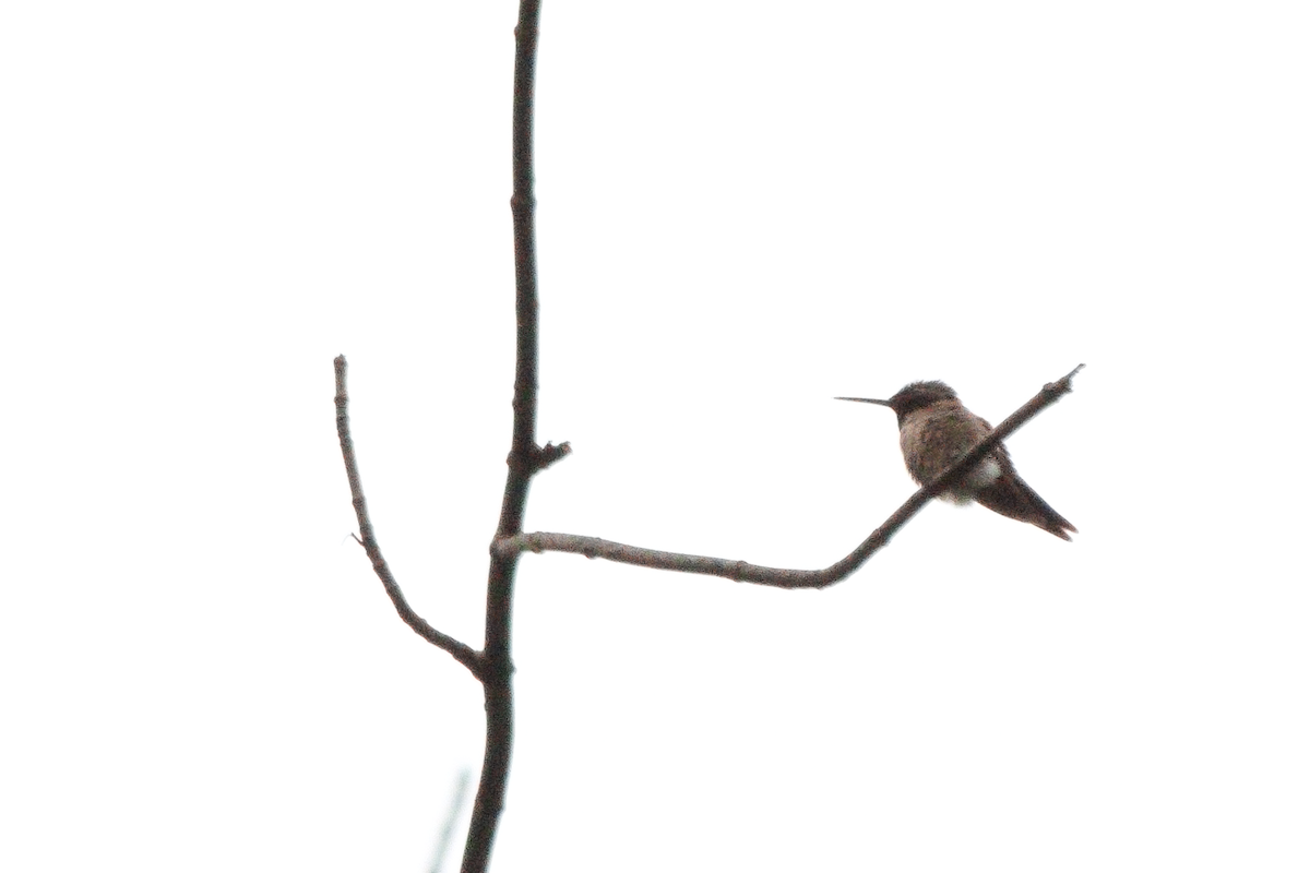 Ruby-throated Hummingbird - ML658179351