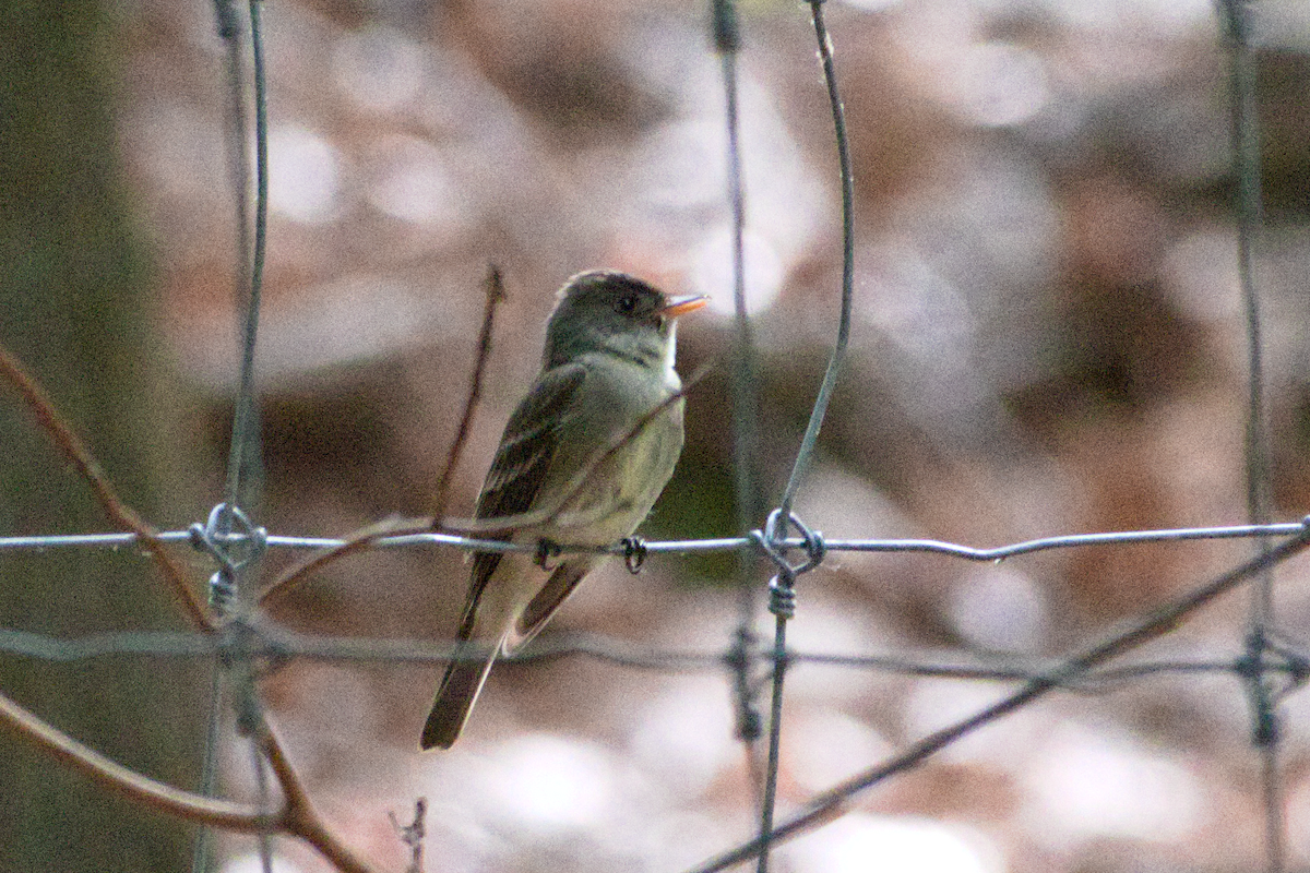 Eastern Wood-Pewee - ML658179548