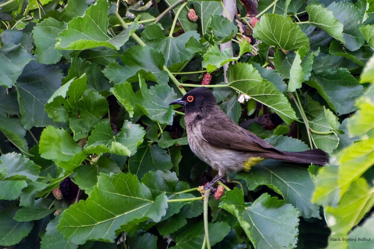 Black-fronted Bulbul - ML658183221