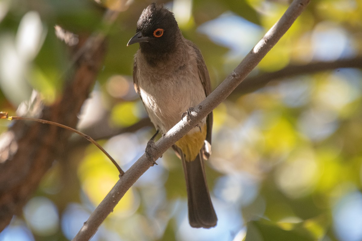 Black-fronted Bulbul - ML658185446