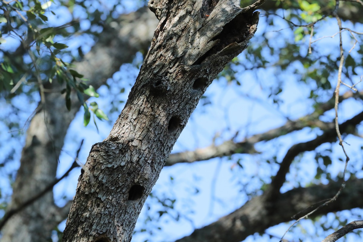Pygmy Nuthatch - ML658188535