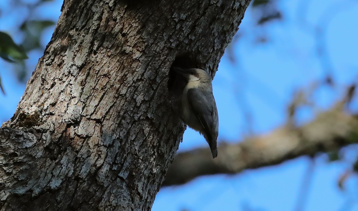 Pygmy Nuthatch - ML658188792