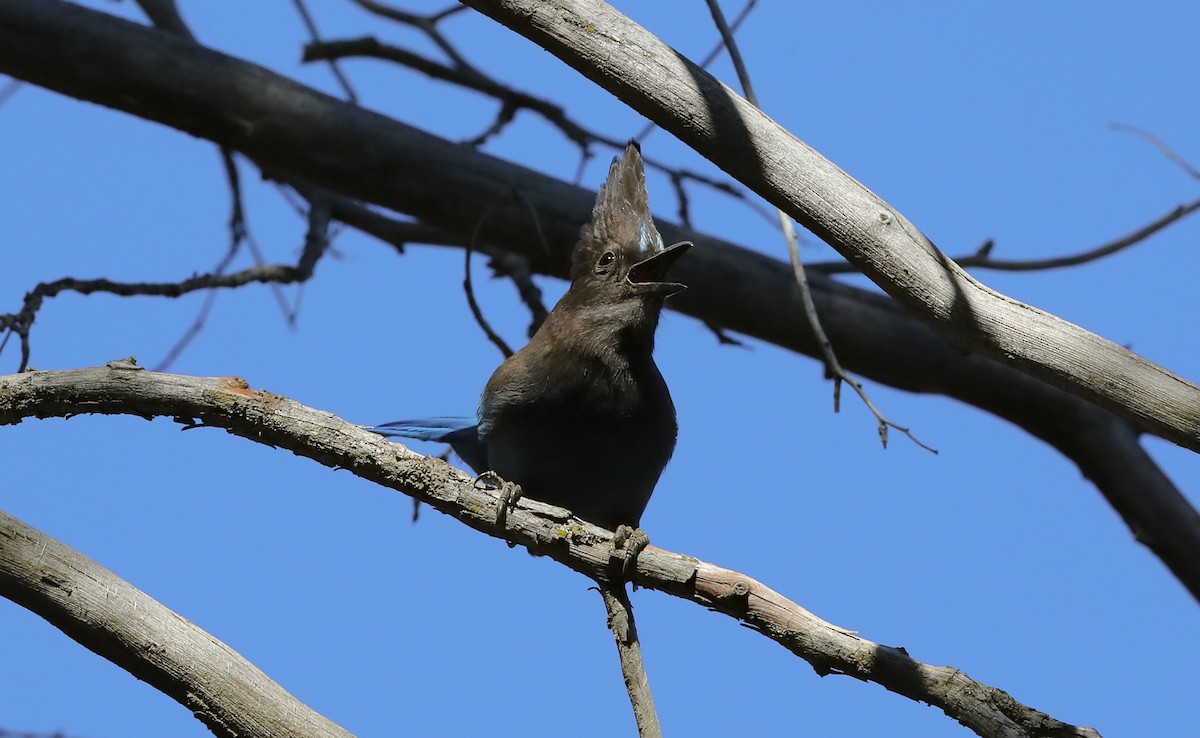 Steller's Jay (Coastal) - ML658188907