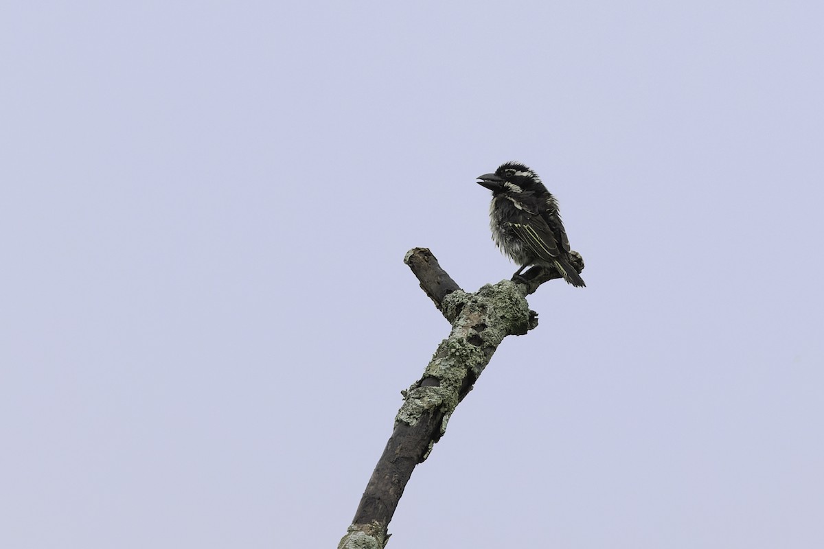 Spot-flanked Barbet - ML658189114