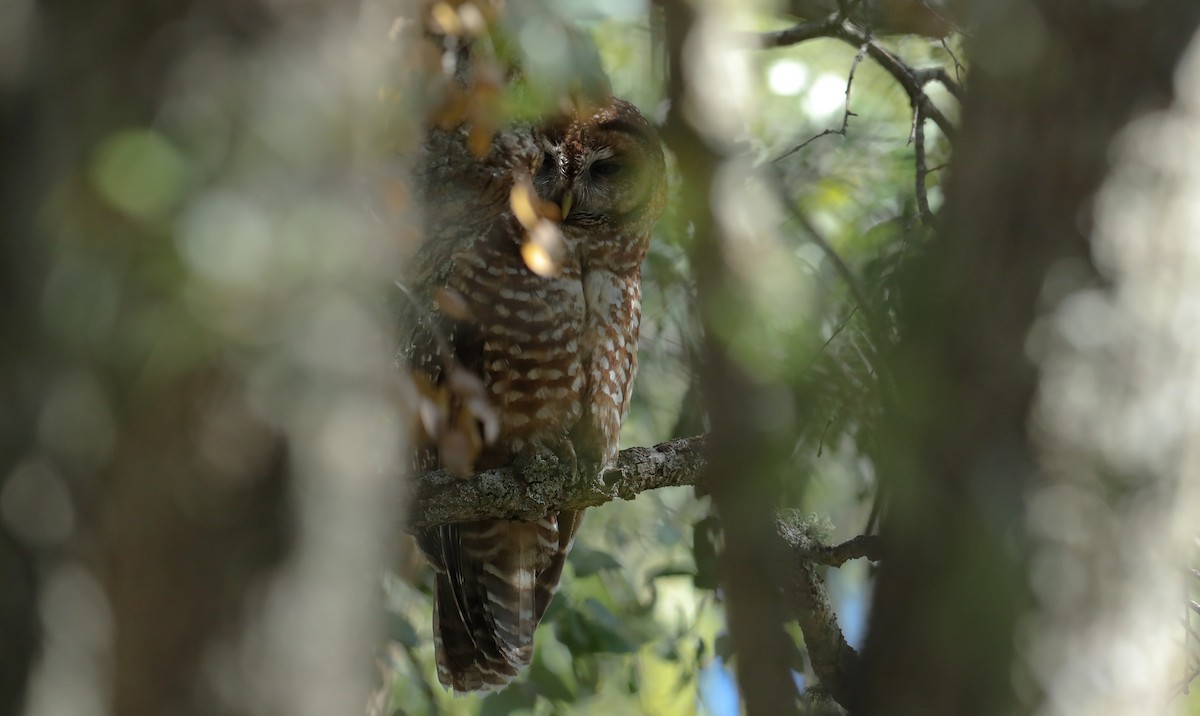 Spotted Owl (California) - ML658189182