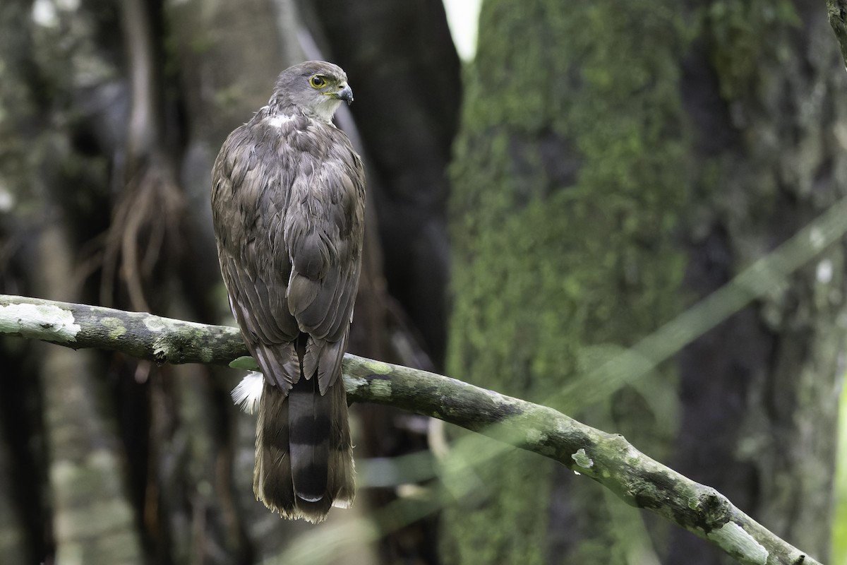 African Goshawk - ML658189480