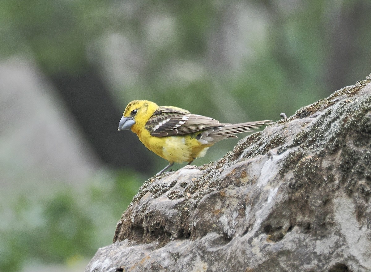 Yellow Grosbeak (Northern) - ML658190328