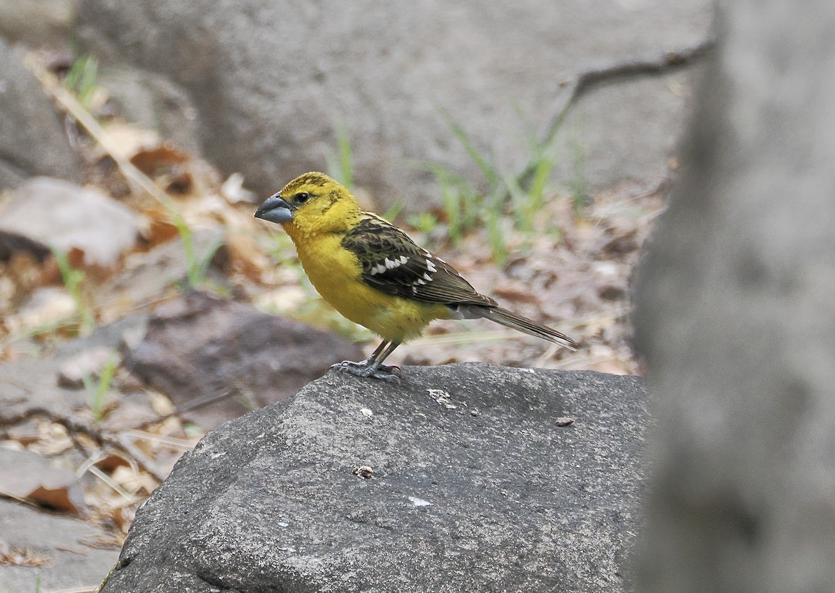 Yellow Grosbeak (Northern) - ML658190330
