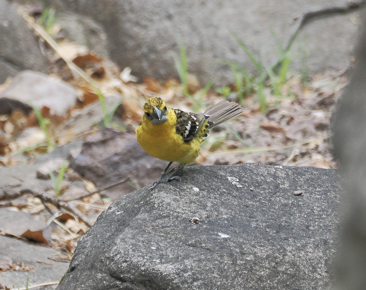 Yellow Grosbeak (Northern) - ML658190333