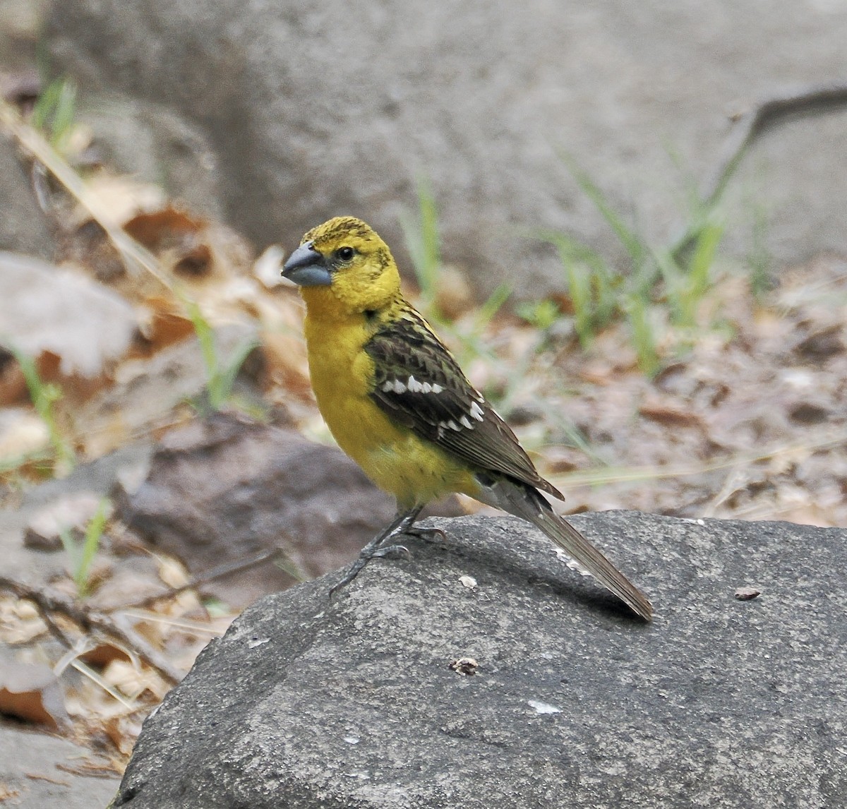 Yellow Grosbeak (Northern) - ML658190338
