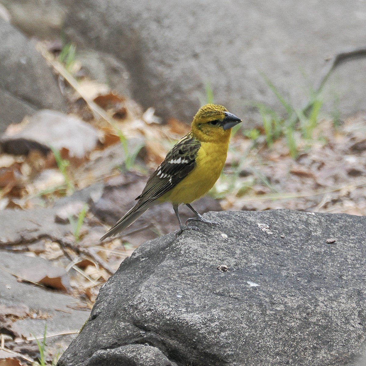 Yellow Grosbeak (Northern) - ML658190341