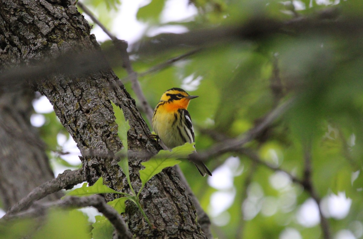 eBird Checklist - 23 May 2026 - Sheldon Nature Preserve - 44 species ...
