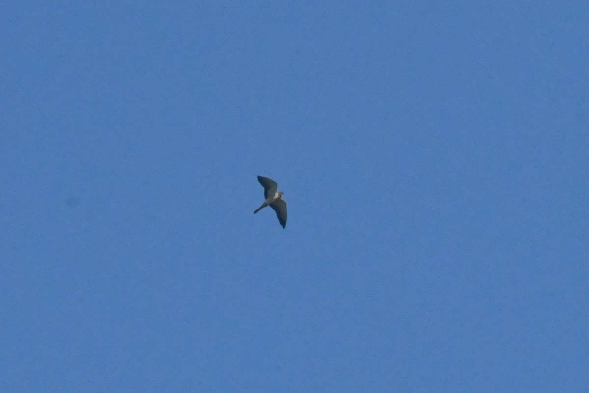 Amur Falcon - ML658191049