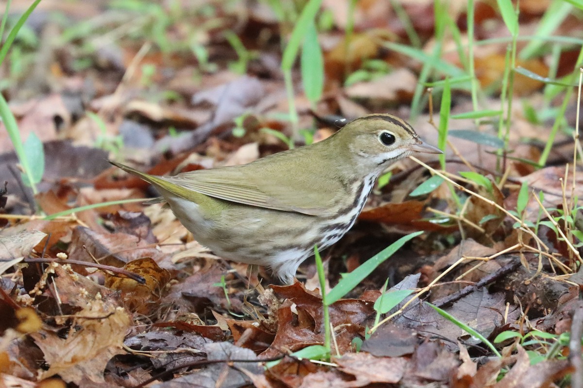 Ovenbird - ML658191091