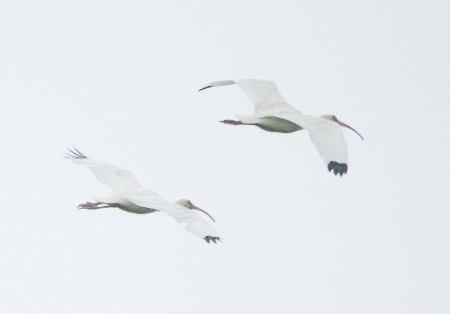 White Ibis - Roger Horn