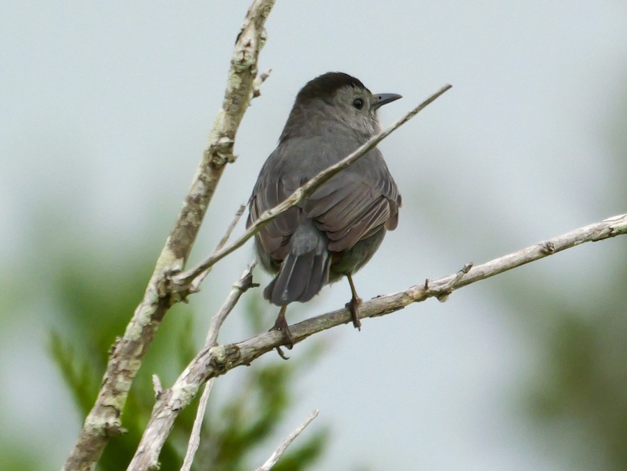 Gray Catbird - Roger Horn