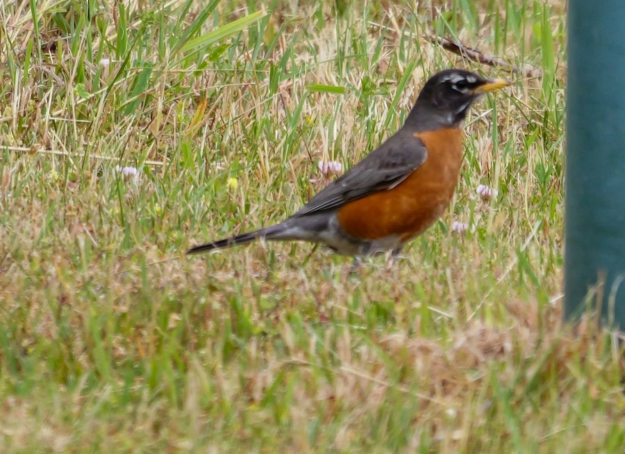 American Robin - Roger Horn