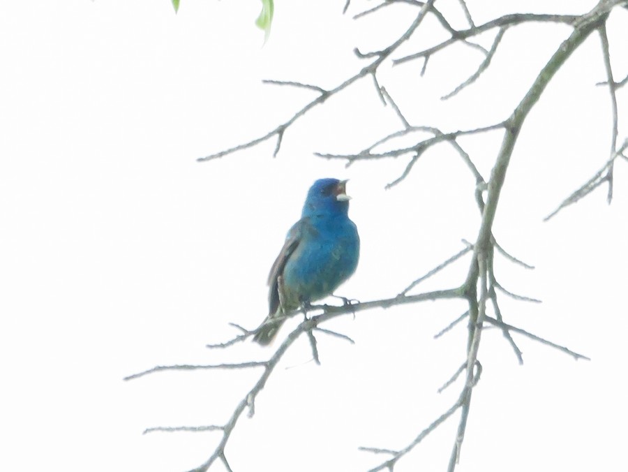 Indigo Bunting - Roger Horn