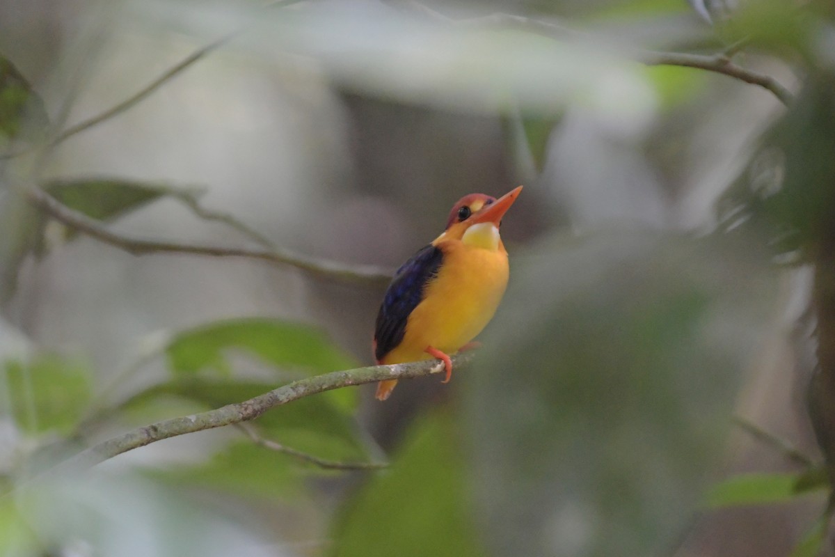 Black-backed Dwarf-Kingfisher - ML658191358