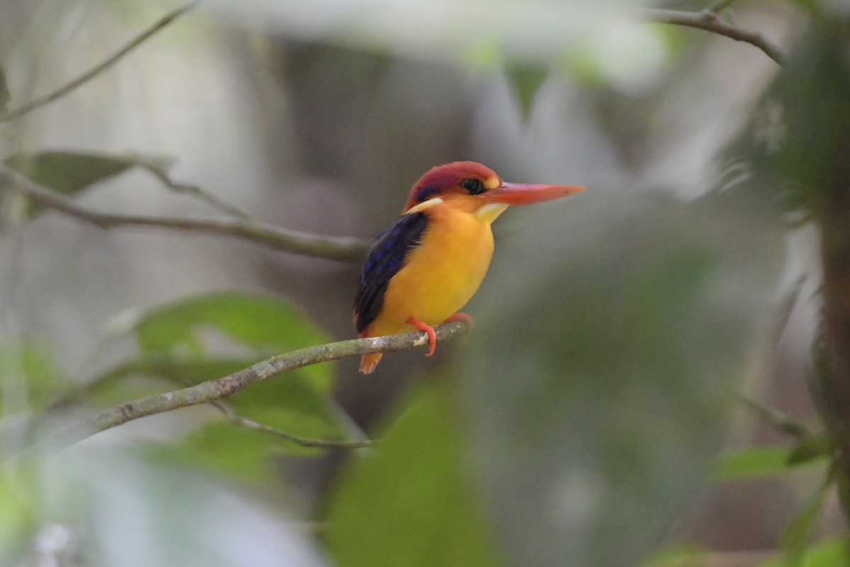 Black-backed Dwarf-Kingfisher - ML658191359