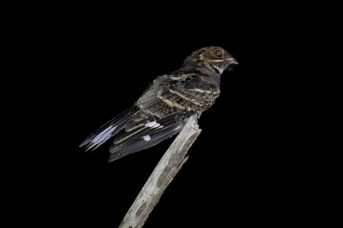 Jerdon's Nightjar - ML658191754