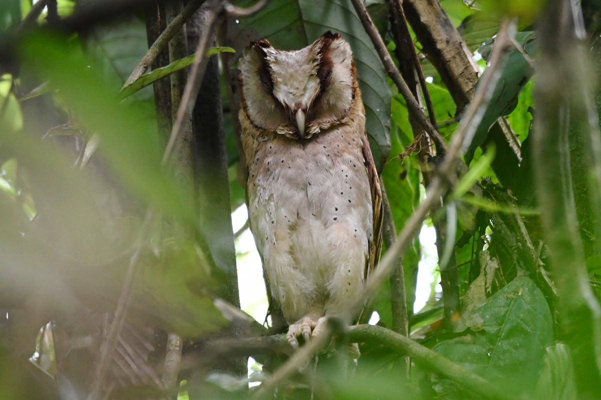Sri Lanka Bay-Owl - ML658191945