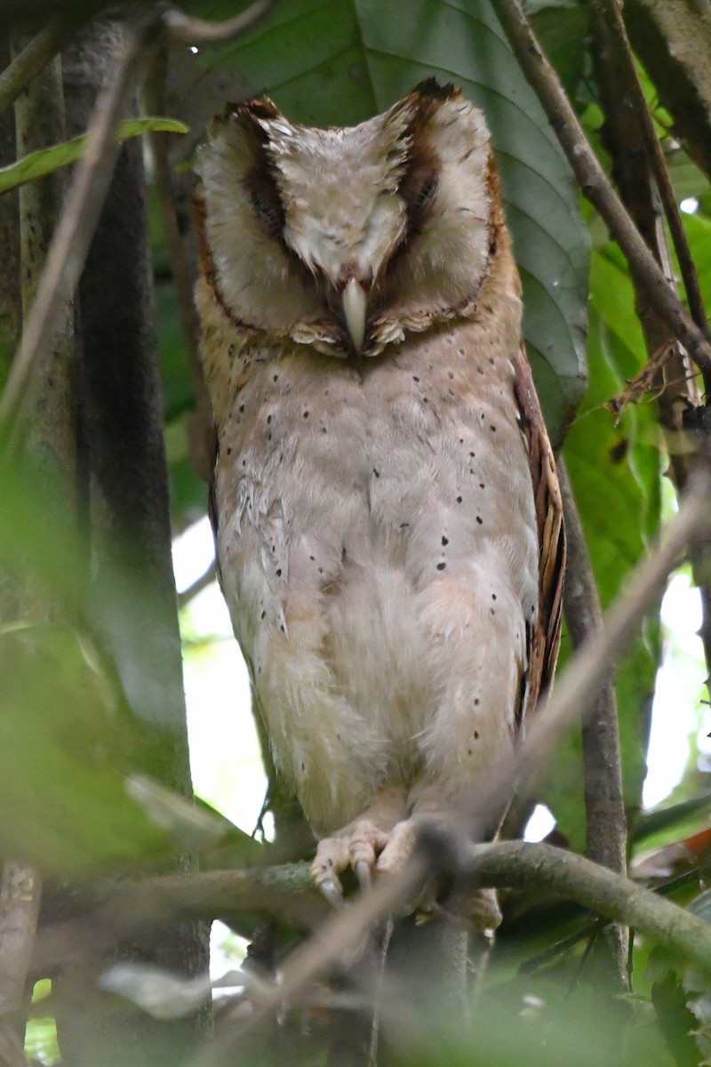 Sri Lanka Bay-Owl - ML658191946