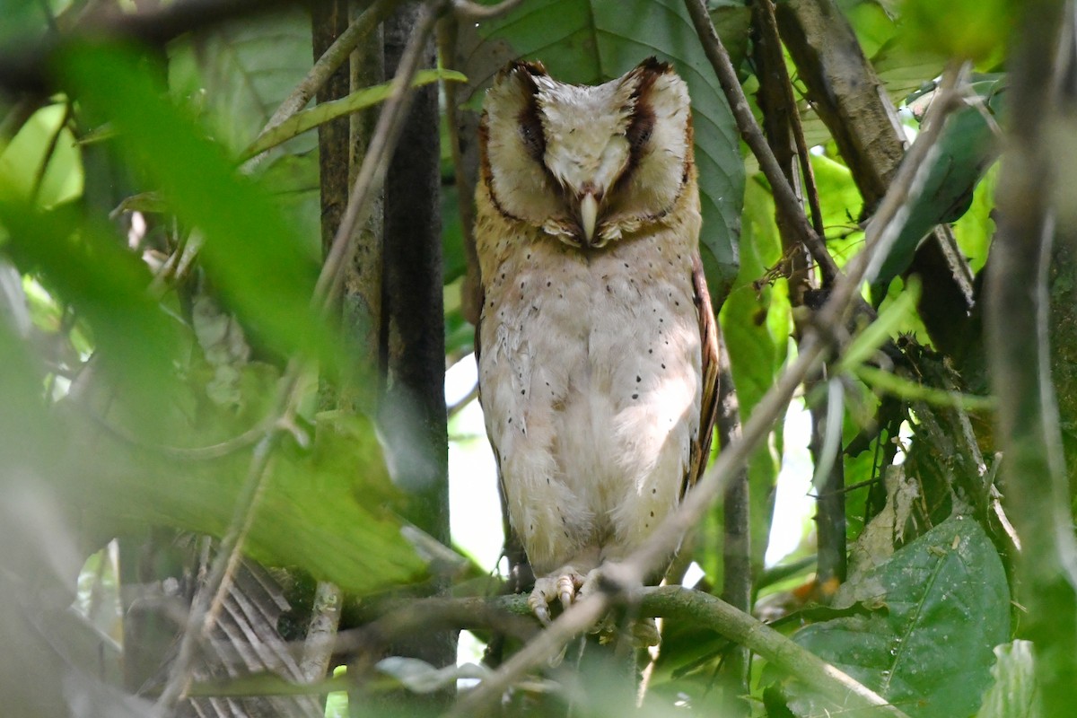 Sri Lanka Bay-Owl - ML658191948