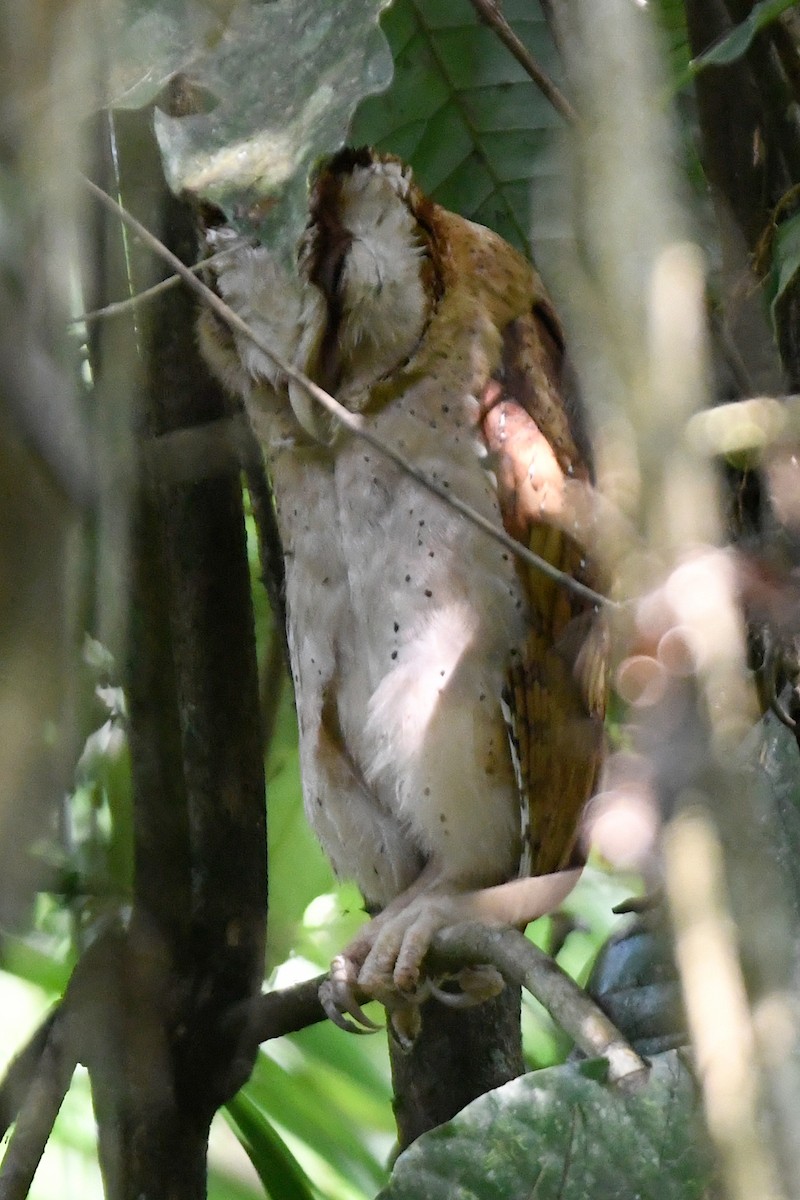 Sri Lanka Bay-Owl - ML658191949
